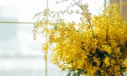 Выбираем гипоаллергенные розы и орхидеи — подарок без аллергии vybiraem gipoallergennye rozy i orhidei podarok bez allergii-ul-rks-ru-0