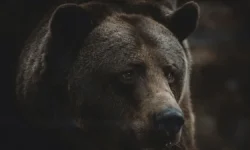 fukusima i podmoskove vliyanie medvedej na sily samooborony yaponii-ul-rks-ru-0