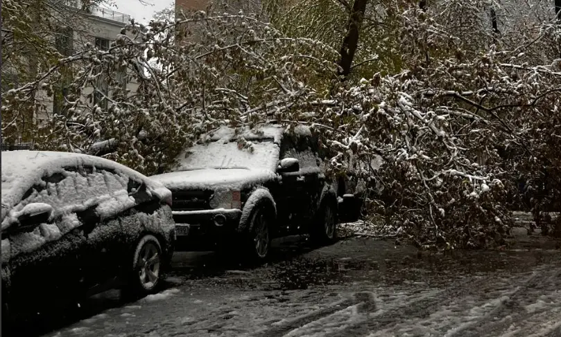 Около 200 деревьев упали в Московском регионе из-за снегопада 27 апреля