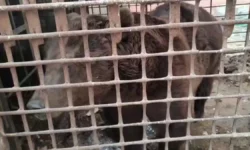 Московский зоопарк о медведе Степане. Как помочь животному moskovskij zoopark o medvede stepane kak pomoch zhivotnomu-ul-rks-ru-0