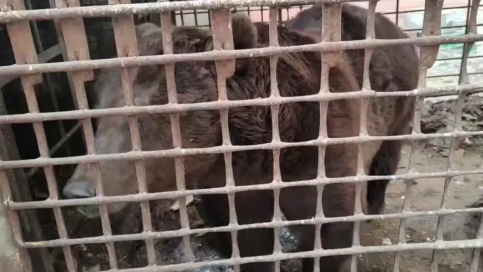 moskovskij zoopark o medvede stepane kak pomoch zhivotnomu-ul-rks-ru-0
