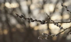 rpcz i makarij markish dayut sovety o verbe posle prazdnika-ul-rks-ru-0