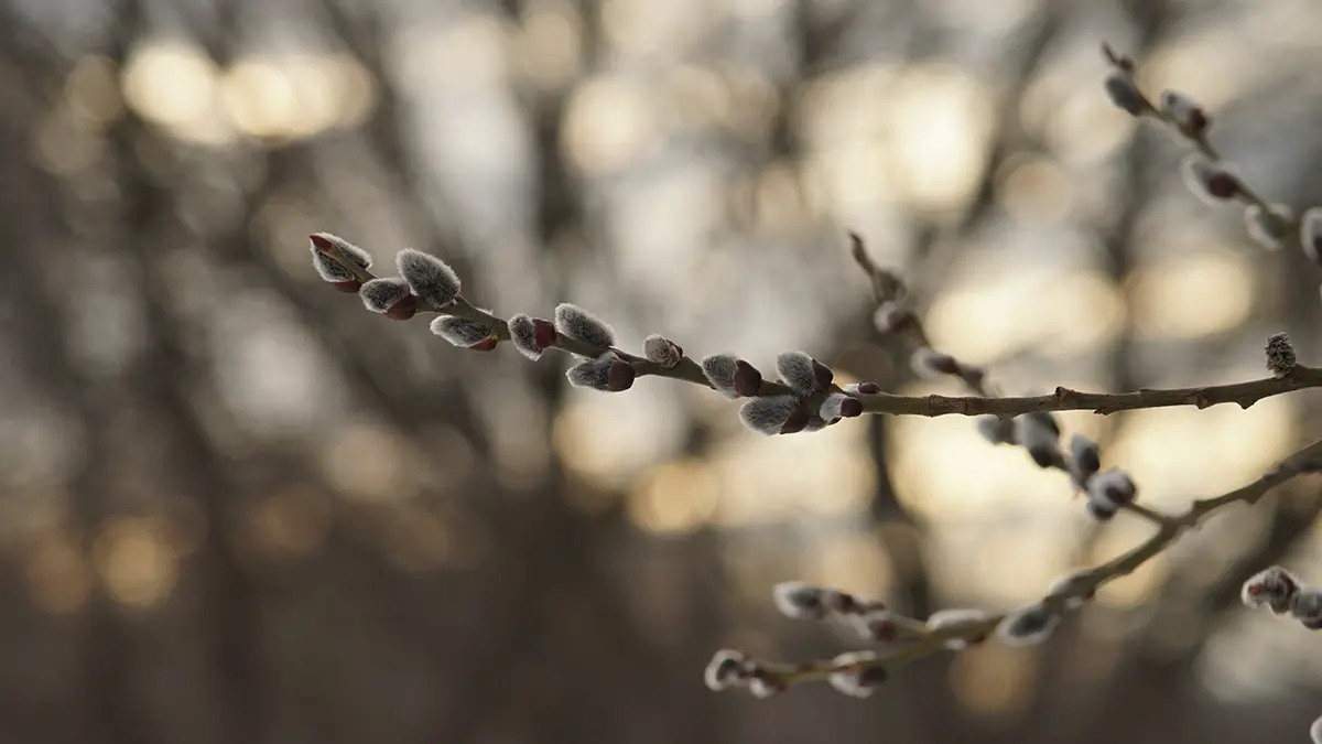 Что можно делать с вербой после Вербного воскресенья