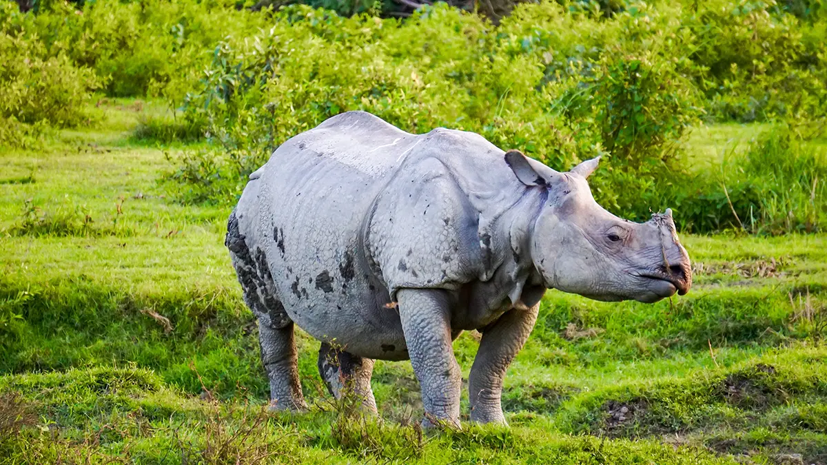 Носорог убил борца с браконьерством в ЮАР