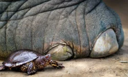 utvar iz panczirej cherepah sozdavali neandertalczy nojmarknord-ul-rks-ru-0