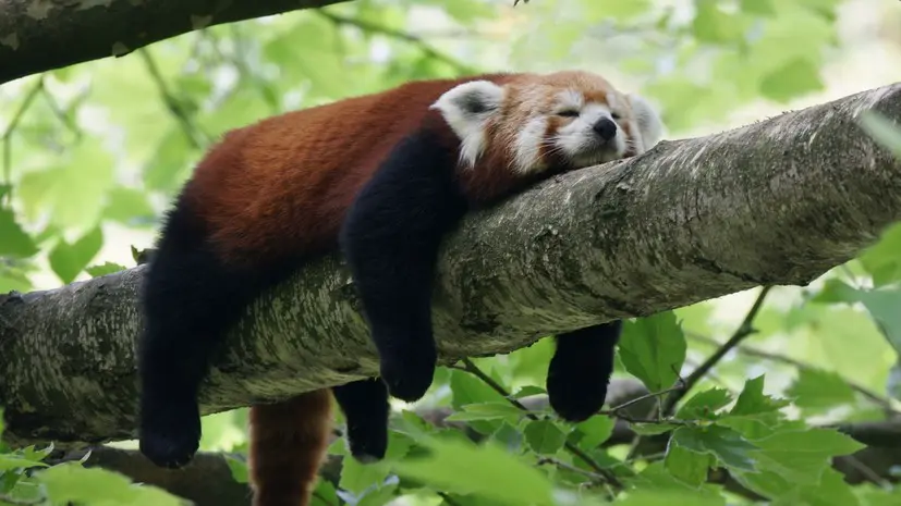 Эксперт Шубин назвал главным трендом 2026 года переход к короткому отдыху