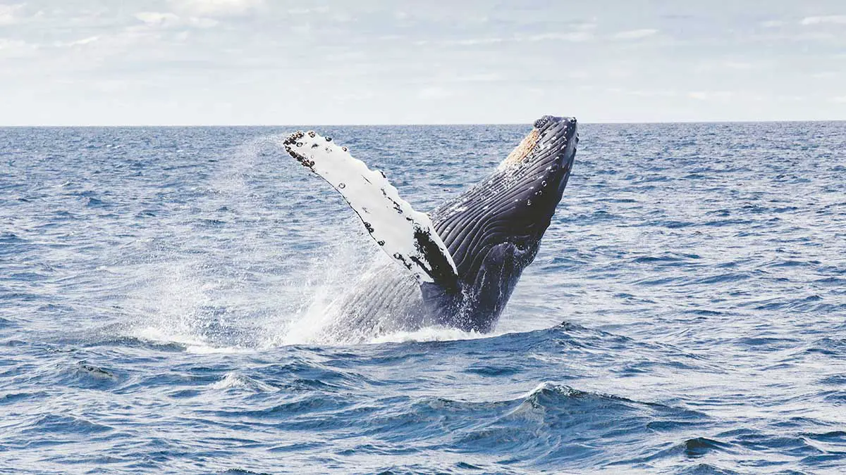 Горбатый кит Тимми у берегов Дании может взорваться в любой момент из-за газов