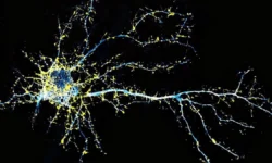 lsd kak proryv issledovanie nejroplastichnosti mozga pri depressii-ul-rks-ru-0