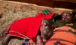 Новая жизнь для бегемота Бампи от Sheldrick Wildlife Trust Кения novaya zhizn dlya begemota bampi ot keniya-ul-rks-ru-0