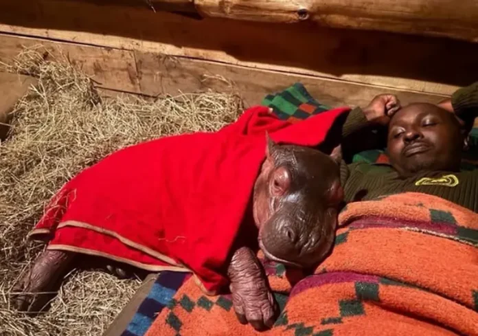 novaya zhizn dlya begemota bampi ot keniya-ul-rks-ru-0