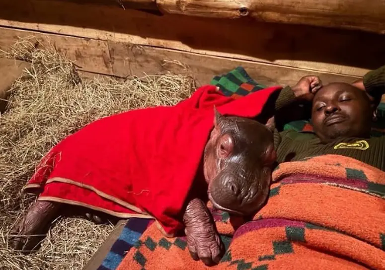 Новая жизнь для бегемота Бампи от Sheldrick Wildlife Trust Кения-0