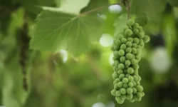 Россельхознадзор вводит меры для косточковых и винограда из Армении rosselhoznadzor vvodit mery dlya kostochkovyh i vinograda iz armenii-ul-rks-ru-0