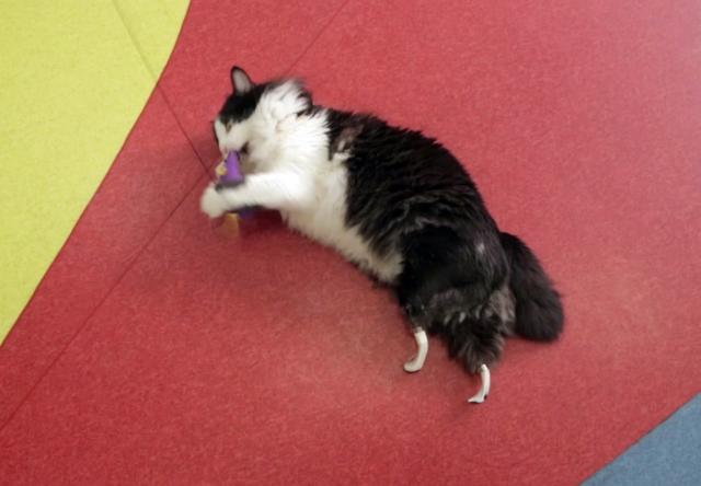 Коту-инвалиду в Болгарии вживили титановые протезы