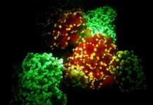 Инновационный прорыв: создание термоустойчивых коралловых колоний 387614db-238e-42d2-9033-37aa2a152457-67607032