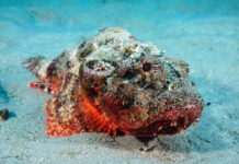 Опасное приключение в водах Австралии: встреча с ядовитой рыбой-камнем 377087e1-fdcd-47f0-9019-72db57f0c86c-679254da