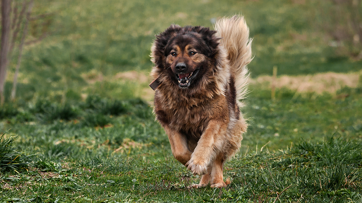 Кинолог Атертон назвал худших собак для содержания дома