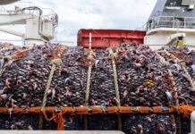 Триумф российского рыболовного флота: новое достижение в мировой истории промысла 337d96d8-f37b-4278-854d-d1c9d2a43e39-67bb1fa0