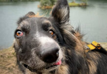 «Сошедшая с картины Пикассо» собака стала популярной в соцсетях 7164e933-375d-42c1-bb7e-ffe6e024d6f8-67b4f67f