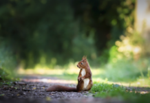 Специалисты объяснили, почему не стоит подкармливать диких животных в теплое время года a2cdf055-c842-4924-a3fa-7e590bae4dc1-67c36ba9