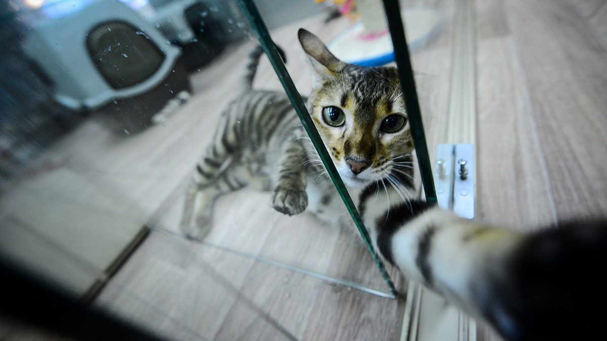 Россиянам рассказали, как обезопасить новогоднюю елку от кошки