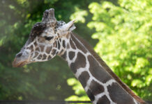 Легендарный жираф Самсон обрел новую жизнь в Дарвиновском музее Майский день в Московском зоопарке