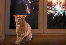 c3897a59-ab4a-4877-a0de-8adaa856f997-67afb95d