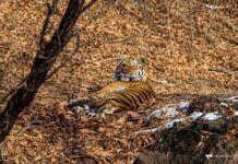 cac01dda-1840-4faf-9d92-31551127f89e-67c36f50