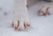 Эффективные способы уберечь лапы собак от обморожения в зимний период d906019e-fd4e-4d35-97de-c4b9d4fc7a39-67b4ea71
