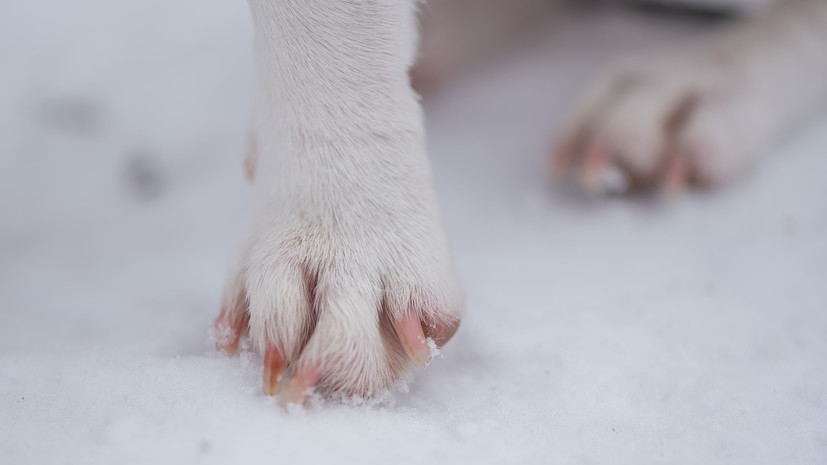 Специалист Голубев рассказал о профилактике обморожения лап у собак