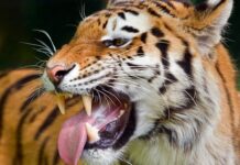 Власти Индии усиливают меры защиты после инцидента с тигром 19e9e36a-5c54-43ac-8dc1-d34e89305b7b-67eb7d6c