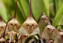 Удивительная орхидея с обезьяньей мордочкой зацвела в столице 6065dd57-5f4a-4a36-bf68-16f35cfd8e1c-67ed43c2