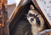 Восхитительные моменты релаксации животных в Московском зоопарке 77f991c7-381f-4afc-889a-2fc11d5f0339-67ec1411