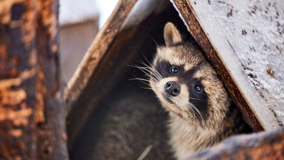«Хочу быть енотом»: в Сети обсуждают массаж животных из Московского зоопарка