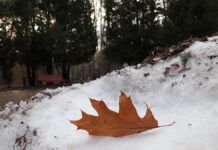Удивительное природное явление обнаружили посетители московского парка Осенний лист лежит на нерастаявшем