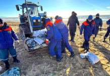 Эффективная очистка побережья: совместные усилия служб по ликвидации разлива мазута в Черном море 8f8acc7e-0145-4dda-b31a-71bf8e5d01e7-67d4d783