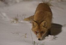Случай нападения дикого животного в Амурской области завершился благополучно ac52738c-09be-487d-8567-0f5df0975302-67dbd0d5