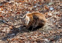 Загадочная большая кошка появилась на склонах Владивостока adaa8fd3-6c2b-446f-921e-4f946c3b363d-67d5dba1