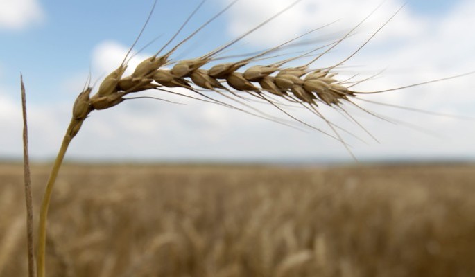 День Мирона-Ветрогона: что можно и нельзя делать 21 августа