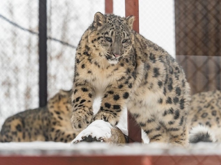 Свердловчанам предлагают поучаствовать в конкурсе «Пермский барс»