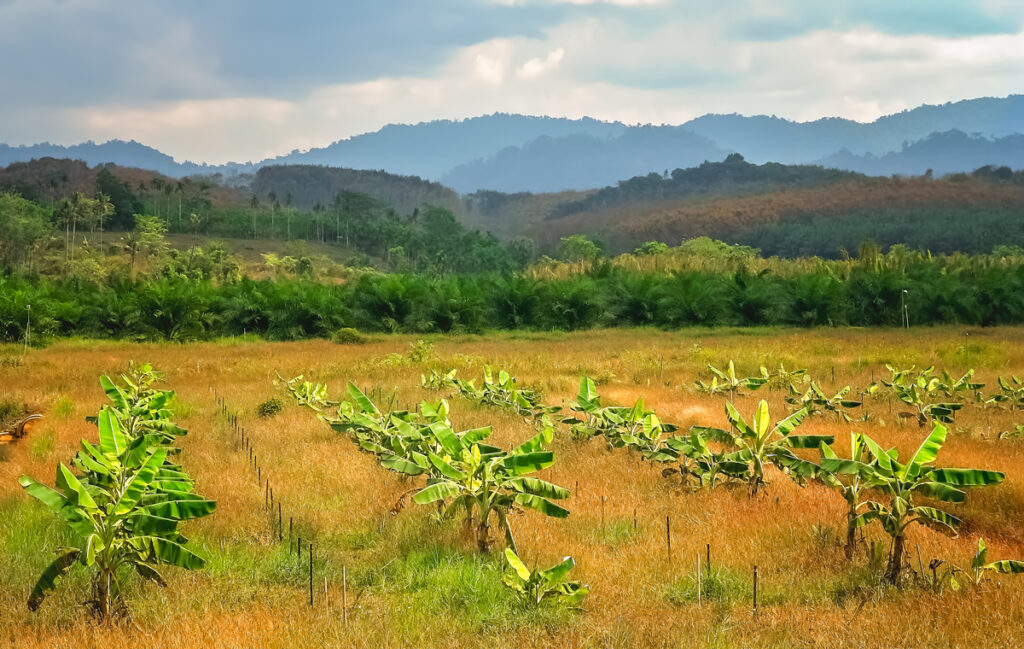 Banana trees plantation - Новости Екатеринбурга и мира трава банана