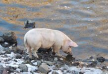 Неожиданный визит свиньи в школу Ревды подарил детям яркие эмоции 2167d9a3-5c0b-44bb-ad43-c033185cbe00-6804f0de