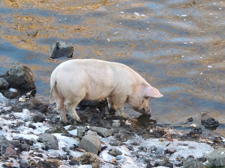 В Ревде свинья зашла на территорию школы