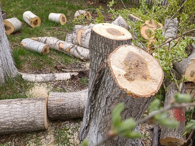 Застройщик назвал вандализмом акции против вырубки рощи в Екатеринбурге
