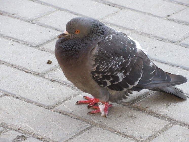 Курганцам рассказали, чем могут быть опасны голуби