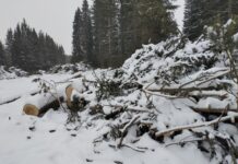 Прокуратура инициировала проверку в связи с ситуацией вокруг березовой рощи в Екатеринбурге 6edb73a7-a786-4921-b60a-9af9496f9996-67ff3168