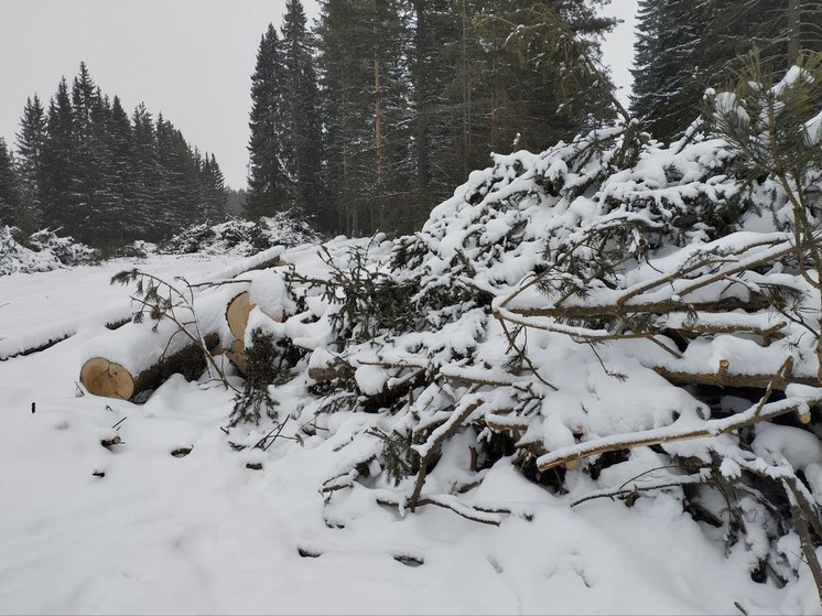 Прокуратура начала проверку по факту вырубки березовой рощи в Екатеринбурге