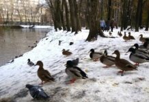 Арктический антициклон несет освежающую прохладу в Свердловскую область 8b0d8597-80b0-4ddb-9548-e4ff9eb4531d-67f267b8