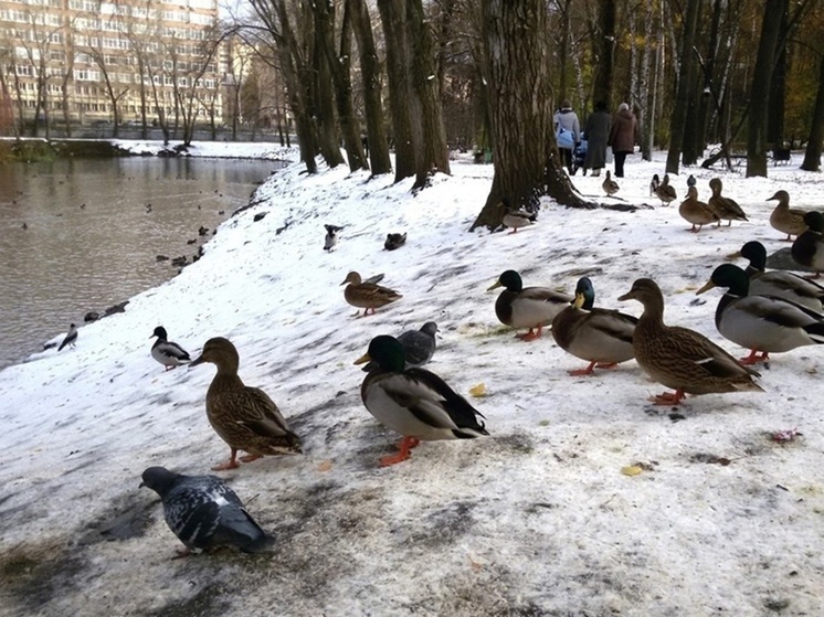 Арктический антициклон принесет похолодание в Свердловскую область