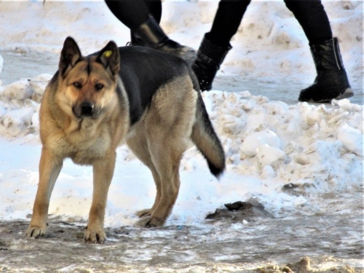 Администрация Красноуфимска выплатит компенсацию за укус бродячей собаки