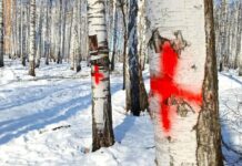 Березовая роща Академического района Екатеринбурга встречает выходные в гармонии berezovaya roshha akademicheskogo rajona ekaterinburga vstrechaet vyhodnye v garmonii-ekaterinburgu-ru-174032422800-0